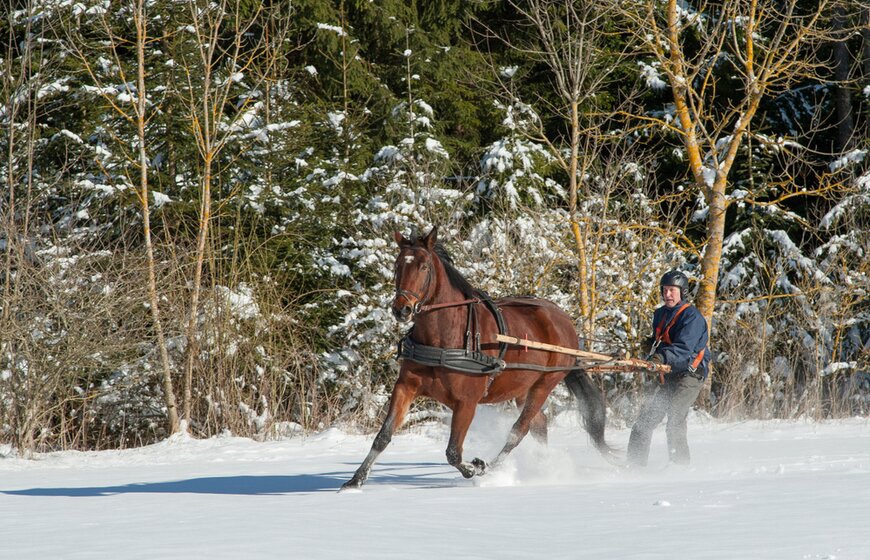Brown horse pulling man on skis