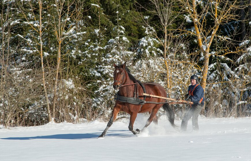 Brown horse pulling man on skis