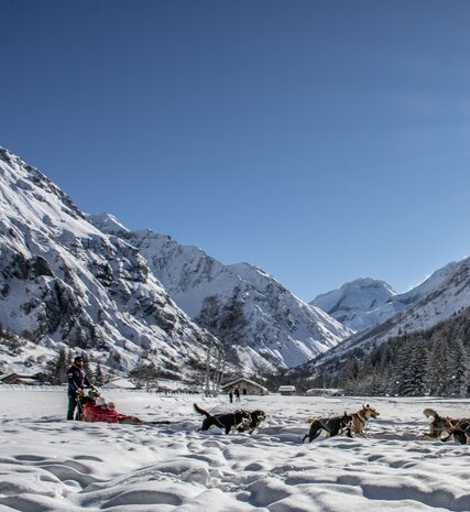 Husky dog sledding on sunny day in La Plagne
