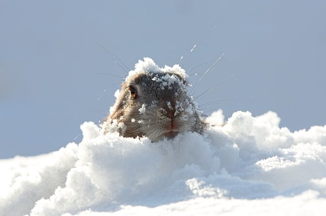 marmotte peeping through snow