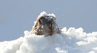 marmotte peeping through snow