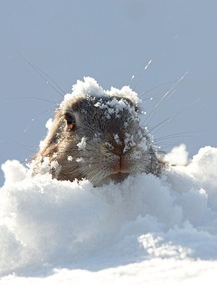 Marmot emerging from snow