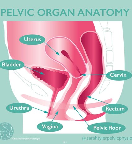 Diagram of pelvic organ anatomy