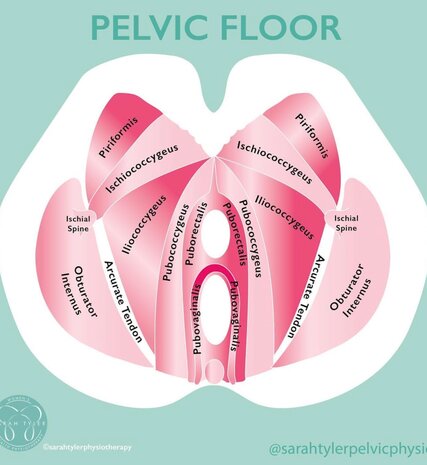 Diagram of pelvic floor