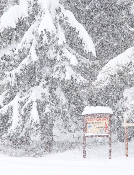 Snowy image of the trees in La Plagne