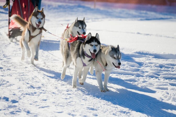Husky dogs pulling sled in snow