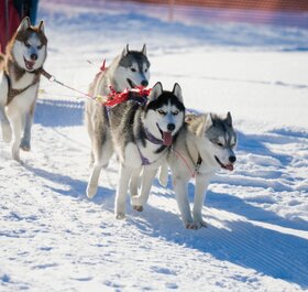 Husky dogs pulling sled in snow